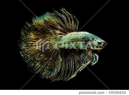 Emerald copper betta or Siamese fighting. Emerald copper betta or Siamese fighting. 59590830
