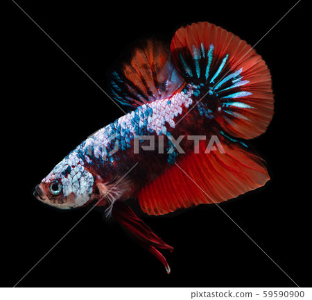 Koi Galaxy Fancy Betta Fish. - Stock Photo [59590900] - Pixta