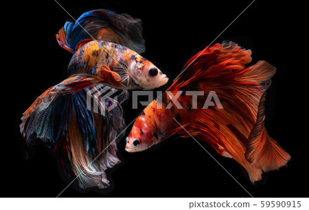 Half moon nemo betta fish. Half moon nemo betta fish. 59590915