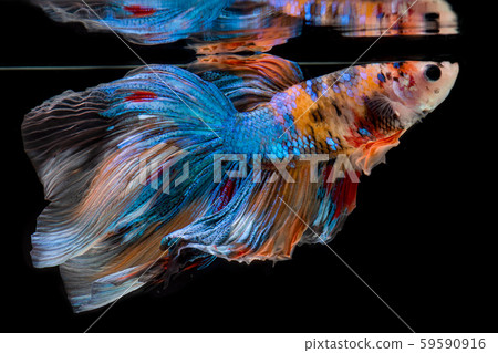 halfmoon nemo betta