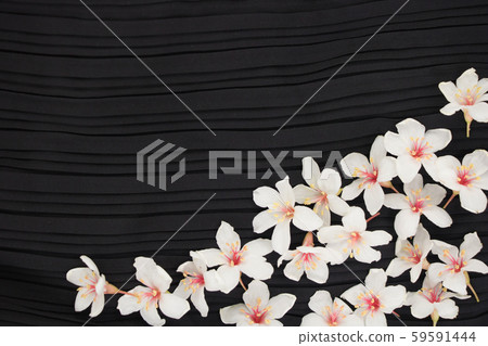 A close-up view of tung blossoms on a black background. 59591444