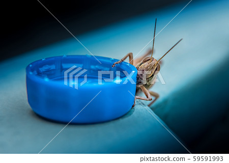 Brown grasshopper with cap filled with water Brown grasshopper with cap filled with water 59591993