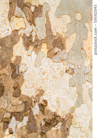 closeup of big platan tree bark closeup of big platan tree bark 59592045