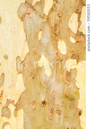 closeup of big platan tree bark 59592053