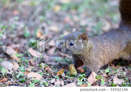 squirrel squirrel 59592146