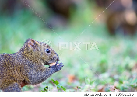squirrel 59592150