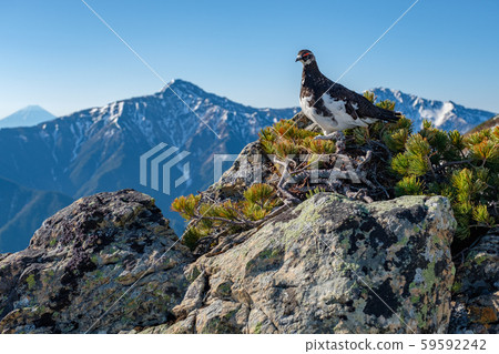 南部阿爾卑斯山,Senjogatake的日本松雞(俯瞰富士山和北岳) 南部阿爾卑斯山,Senjogatake的日本松雞(俯瞰富士山和北岳) 59592242