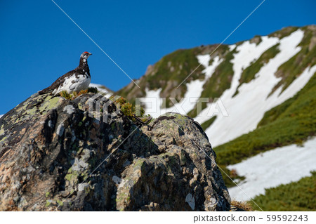 Southern Alps Southern Alps 59592243