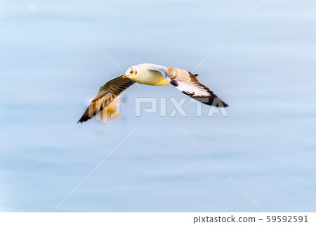 Closeup side view of seagull flying in the sky 59592591