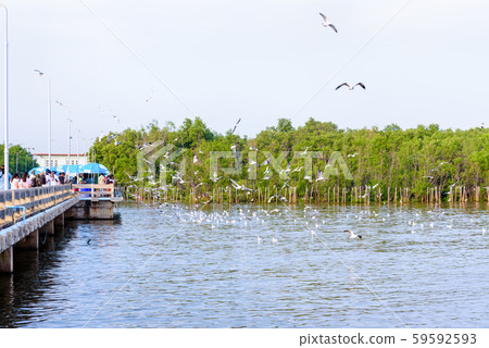 Tourists are feeding the seagulls in Thailand 59592593