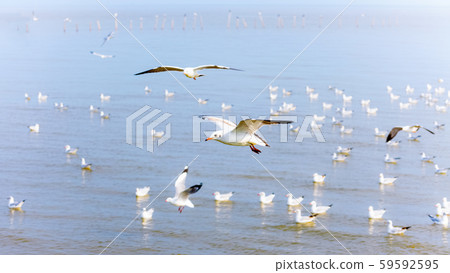 Flock of seagulls at Bangpu Recreation Center 59592595
