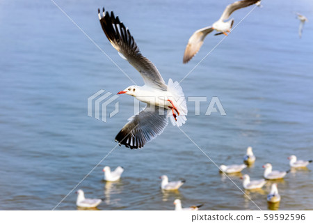 Flock of seagulls at Bangpu Recreation Center 59592596