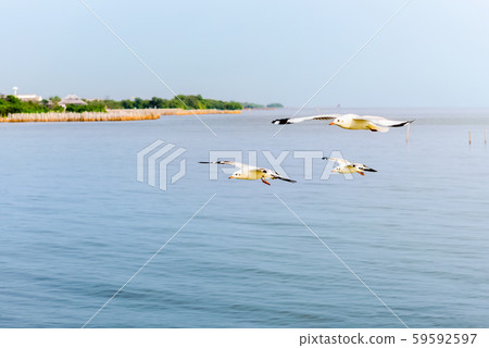 Closeup three seagull flying on the sea 59592597
