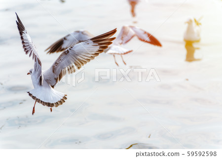 Seagull flutter their wings on the water surface 59592598