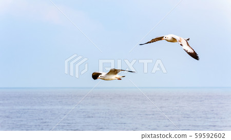 Pair of seagulls happy flying above the sea 59592602