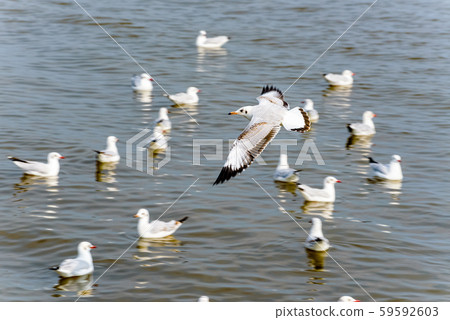 Flock of seagulls at Bangpu Recreation Center 59592603