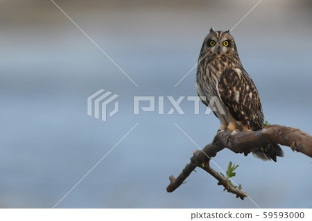 "Owl" flying in Futakotamagawa in 2019 59593000