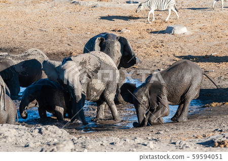 Close-up of a large herd of Elephants Bathing an Drinking in a waterhole 59594051