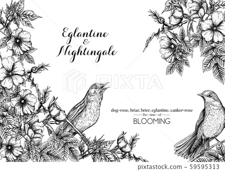 Dog-rose, briar, brier, eglantine, canker-rose and nightingale 59595313