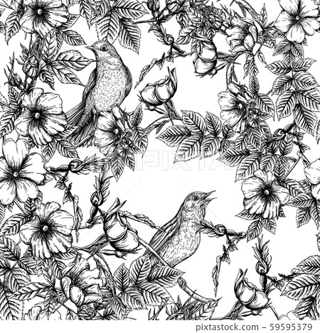 Dog-rose, briar, brier, eglantine, canker-rose. Dog-rose, briar, brier, eglantine, canker-rose. 59595379