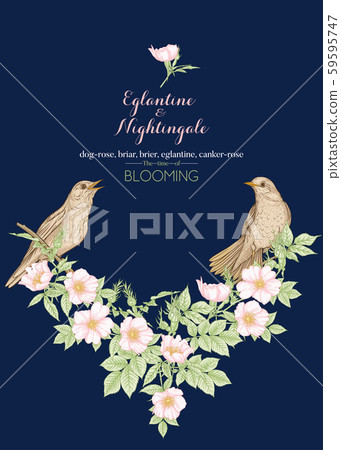 Dog-rose, briar, brier, eglantine, canker-rose Dog-rose, briar, brier, eglantine, canker-rose 59595747