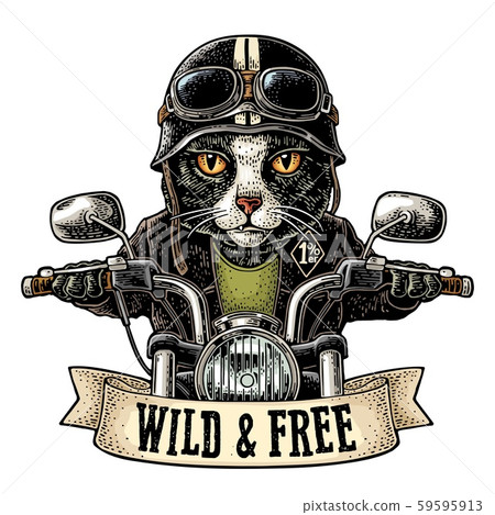 Cat driving a motorcycle rides. Vector vintage engraving Cat driving a motorcycle rides. Vector vintage engraving 59595913
