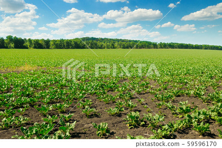 Picturesque green beet field and blue sky with Picturesque green beet field and blue sky with 59596170