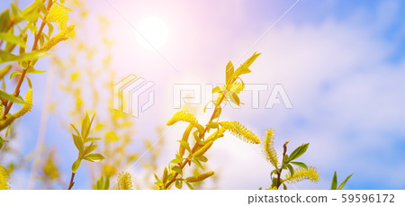 Pussy-willow branches with catkins and sun. Wide Pussy-willow branches with catkins and sun. Wide 59596172
