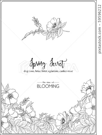 Dog-rose Dog-rose 59596212