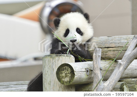 Panda's baby 59597104