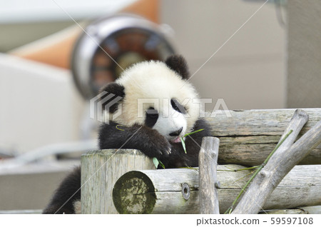 Panda's baby Panda's baby 59597108