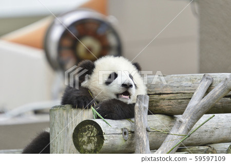 Panda's baby 59597109