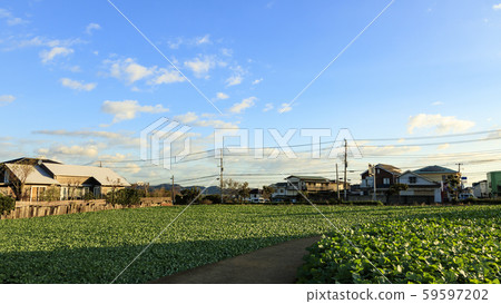 Autumn (field) Autumn (field) 59597202
