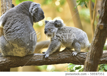 Koala mother and child 59597351