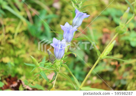 Gentian flowers Gentian flowers 59598287