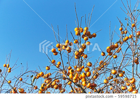 Colored oyster fruit 59598715