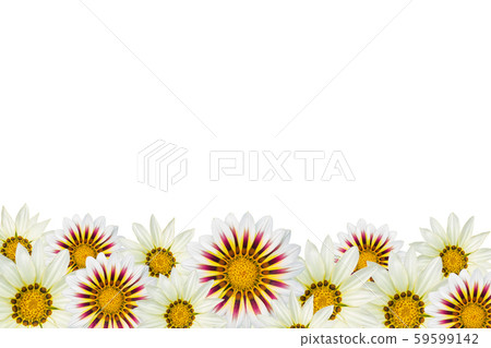 white gazania flowers border isolated on white 59599142