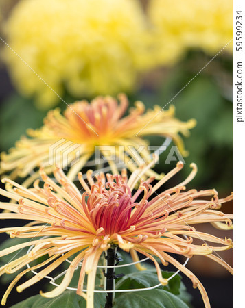 菊花花管 59599234