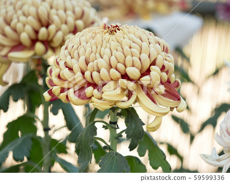 Chrysanthemum   59599336