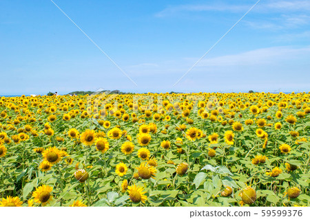 Yokosuka City Soleil Hill Yokosuka City Soleil Hill 59599376