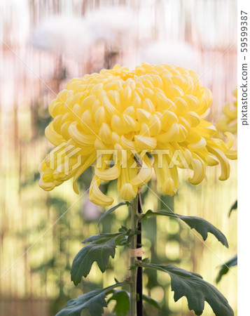 Chrysanthemum   59599387