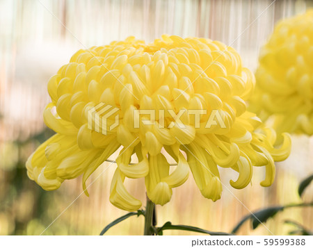 Chrysanthemum   59599388