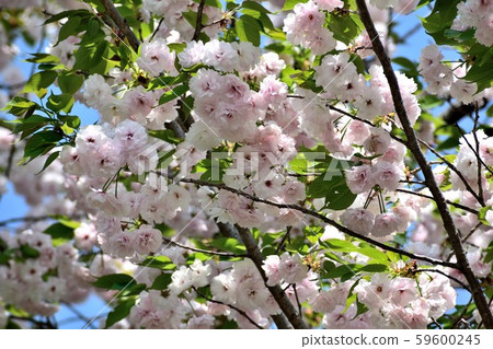 Kotobuki Kotobuki Yae Sakura Light pink flower Kotobuki Kotobuki Yae Sakura Light pink flower 59600245