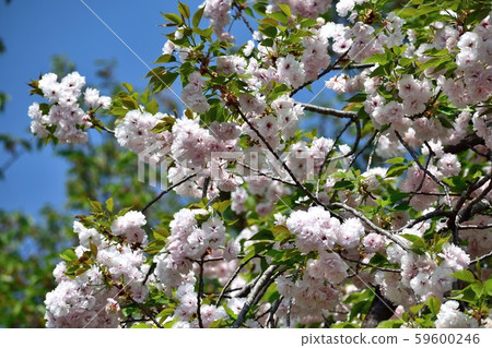 Kotobuki Kotobuki Yae Sakura Light pink flower Kotobuki Kotobuki Yae Sakura Light pink flower 59600246