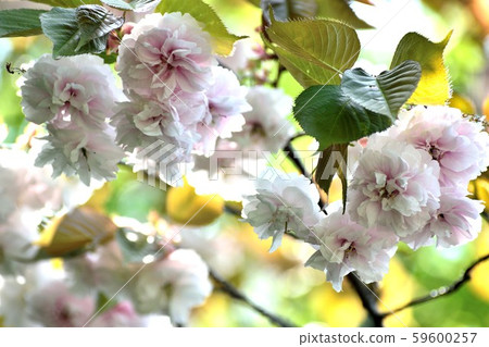 壽壽壽八重櫻淺粉色的花 壽壽壽八重櫻淺粉色的花 59600257