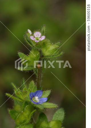 Inufu和Tachiinufugu等自然植物都是小花,但它們較小嗎? Inufu和Tachiinufugu等自然植物都是小花,但它們較小嗎? 59600316