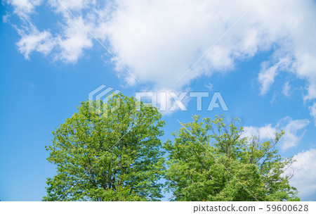 藍天和新綠色 59600628