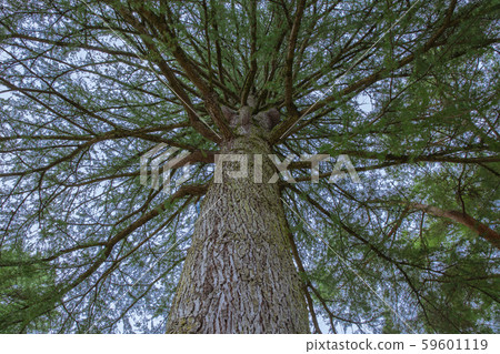 Fir tree Fir tree 59601119