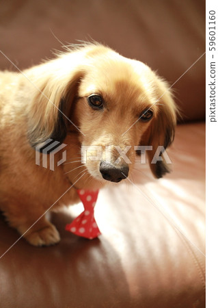 A miniature dachshund wearing a tie at a grooming session A miniature dachshund wearing a tie at a grooming session 59601160