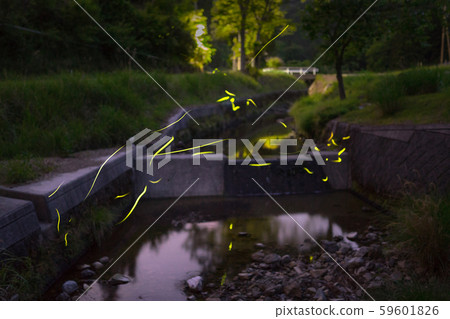 Trajectory of Genji firefly (Genji firefly) (Hyogo Prefecture) 59601826